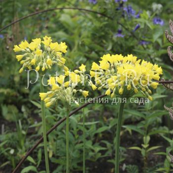 Примула флоринды ф. желтая (Primula florindae)